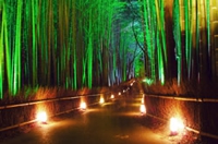人気観光スポット　竹林の道