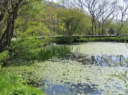 箱根湿生花園