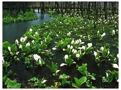 箱根湿生花園