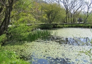 箱根湿生花園