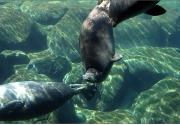 箱根園水族館