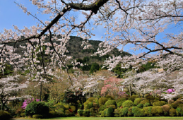 箱根 桜の名所 : 箱根小涌園蓬莱園