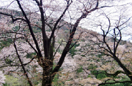 箱根 桜の名所 : 畑宿