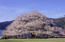 箱根 桜の名所 : 箱根園