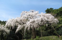 長興山紹太寺のしだれ桜