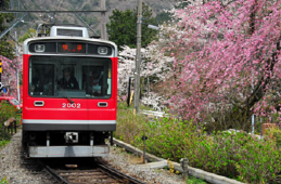 箱根 桜の名所 : 大平台