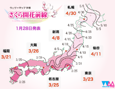 箱根の桜の人気名所