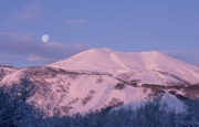 g002.jpg